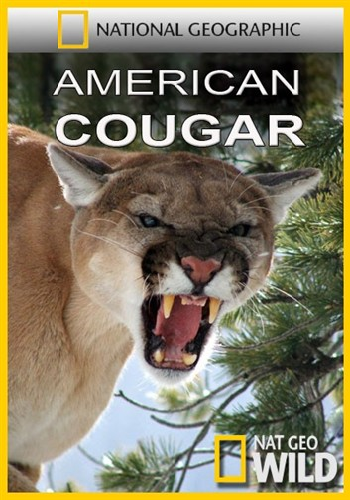 Американская пума / American Cougar VO