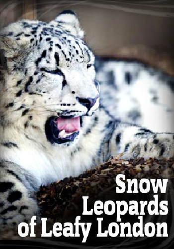 Снежный барс в зелёном Лондоне (1 сезон: 1-7 серии из 7) / Snow Leopards of Leafy London DUB