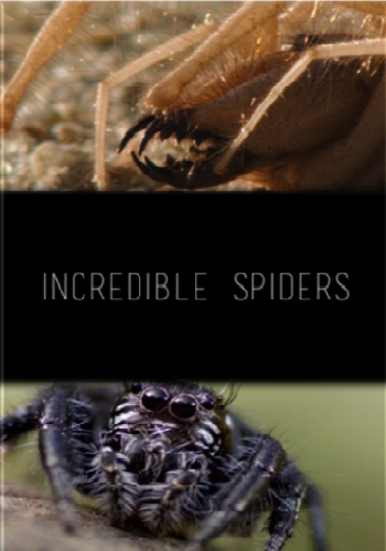 Удивительные пауки / Incredible spiders DUB