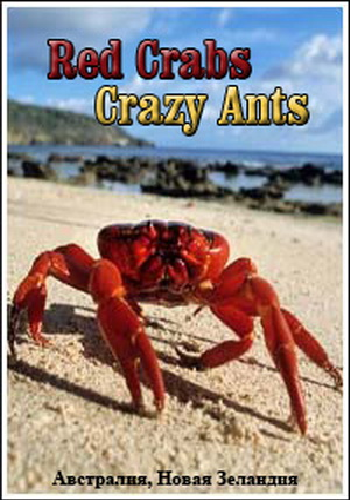Красные крабы. Жёлтые муравьи / Red Crabs. Crazy Ants VO
