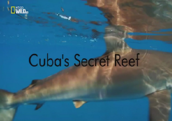 Секретный кубинский риф / Cuba's Secret Reef DUB