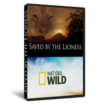 Спасенный львицей / NAT GEO WILD. Saved by the lioness VO