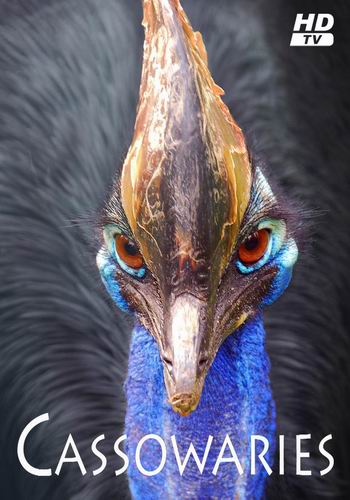 Казуары / Cassowaries MVO