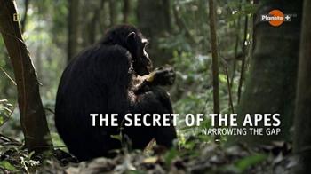 Секреты обезьян. Сокращая разрыв / The Secret of the Apes - Narrowing the GAP DVO