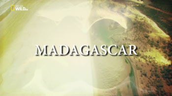Мадагаскар - легенда острова лемуров / NAT GEO WILD. Madagascar VO