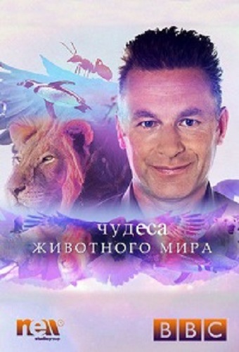 Чудеса животного мира (Сезон 1: 1-6 серии из 6) / BBC. The Wonder of Animals VO