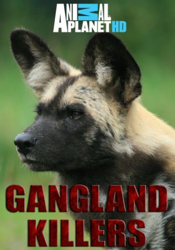 Гангстеры дикой природы (1-6 серии из 6) / Animal Planet. Gangland Killers VO
