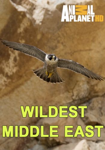 Природа Ближнего Востока (1-5 серии из 5) / Animal Planet. Wildest Middle East VO