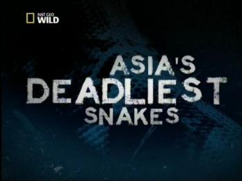 Самые опасные змеи Азии / NAT GEO WILD. Asia's deadliest snakes VO