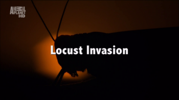 Нашествие саранчи: Насекомые, сожравшие Африку / Animal Planet. Locust Invasion: The Insect that Ate Africa VO