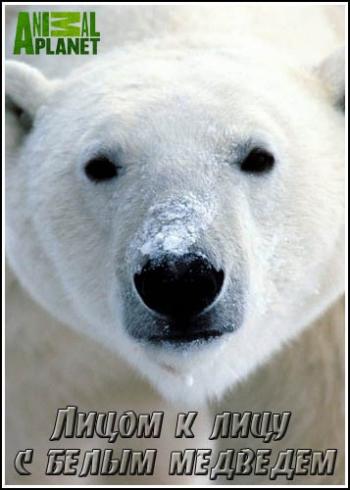 Лицом к лицу с белым медведем / Animal Planet. Face to face with a polar bear VO