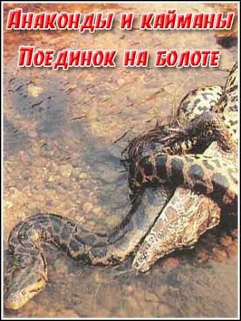 Анаконды и кайманы. Поединок на болоте / Animal Planet. Anacondas and Caimans. Duel In The Swamp VO