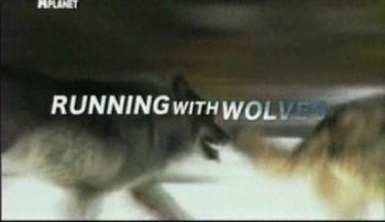 Бег с волками / Animal Planet. Running with Wolves VO