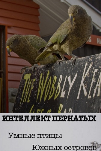 Интеллект пернатых. Умные птицы Южных островов / Beak and Brain: Genius Birds From Down Under DUB