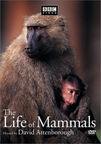 Жизнь млекопитающих (1-9 серий из 10) / The Life of Mammals VO