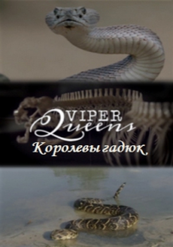 Королевы гадюк / Viper Queens DUB