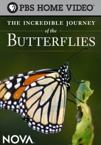 Невероятное путешествие бабочек / The Incredible Journey of the Butterflies DVO