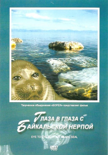 Глаза в глаза с байкальской нерпой