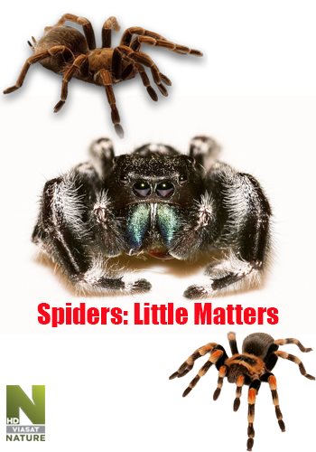 Маленькие но значительные: Пауки / Little Matters: Spiders VO