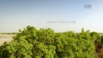 Древо жизни (1-3 серии из 3) / Animal Planet. Africa's Trees of Life DUB