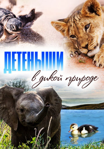 Детеныши в дикой природе (1-20 серий из 20) / Baby animals in the wild VO