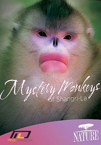 Загадочные обезьяны Шангри-Ла / Mystery Monkeys of Shangri-La VO