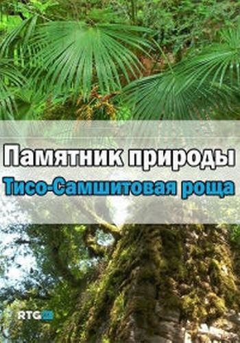 Памятник природы - Тисо-Самшитовая роща
