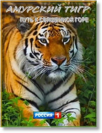 Амурский тигр. Путь к священной горе
