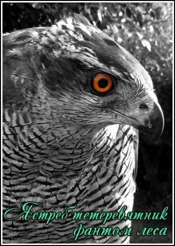 Ястреб тетеревятник фантом леса / National Geographic. Goshawk Phantom of the Forest VO