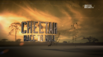 Гепард - борьба за признание / Animal Planet. Cheetah - Race to Rule VO