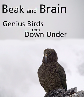 Клюв и мозг. Гениальные птицы / Beak and Brain - Genius birds from Down Under DVO