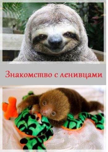 Знакомство с ленивцами (1-8 серии из 8) / Animal Planet. Meet the Sloths VO