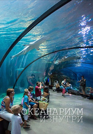 Большой скачок. Океанариум изнутри (Наука 2.0)