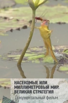 Насекомые или миллиметровый мир (1-2 серии из 4) / History of life DUB
