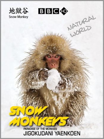 Мир природы. Королева снежных обезьян / BBC. Natural World. Snow Monkeys of Japan DUB