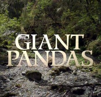 Гигантские панды / NAT GEO WILD. Giant Pandas VO