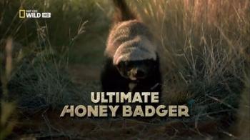 История одного медоеда / NAT GEO WILD. Ultimate Honey Badger VO