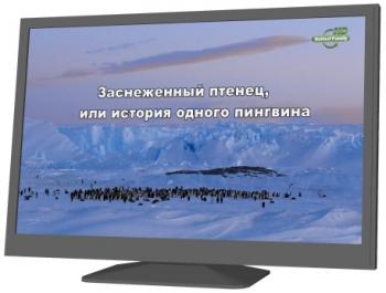Заснеженный птенец, или история одного пингвина / Snow Chick A Pingvinc Tale
