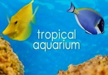 Тропический аквариум 2 / Tropical Aquarium