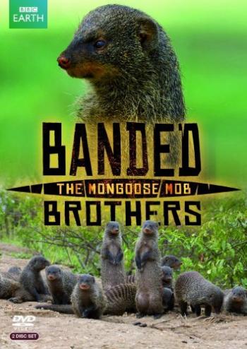 Полосатые братья - банда мангустов (1-4 серии из 4) / BBC. Banded Brothers: The Mongoose Mob DUB
