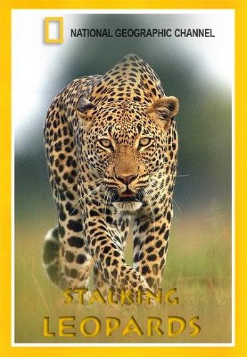 Королева леопардов / NAT GEO WILD. Leopard Queen DUB