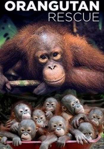 Как спасти орангутана / Orangutan Rescue VO