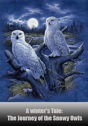 Зимняя сказка. Путешествие полярных сов / A winter's Tale - The Journey of the Snowy Owls VO