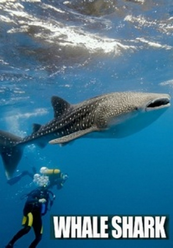 Китовая акула / Whale Shark VO