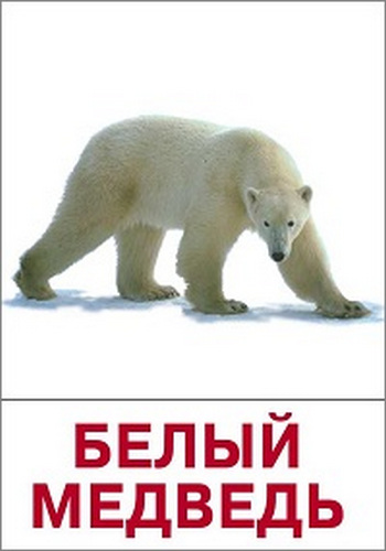 Белый медведь