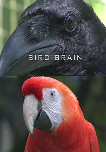 Думают ли птицы? / Bird brain VO