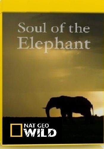 Удивительные слоны / NAT GEO WIND. Soul of the Elephant VO