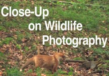 Дикая природа крупным планом / Close-Up Wildlife Photography VO