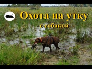 Охота - собачья работа (1-10 серии из 10)