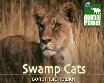 Болотные кошки / Animal Planet. Swamp Cats VO